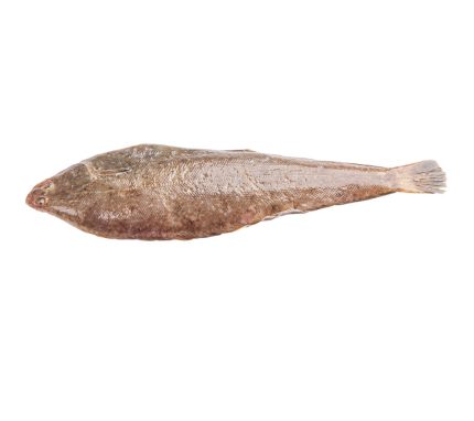 Comprar acedias online. Pescado fresco a domicilio