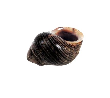 Compra bígaros frescos a domicilio en 24-48h | Marisco fresco de galicia online | Envios a toda España