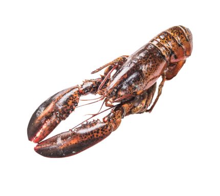 Comprar bogavante fresco a domicilio y recibir en 24h | Marisco fresco cocido | Bogavantes de 1kg aprox
