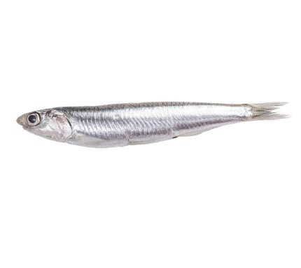 Comprar boquerones frescos online | Boqueron gordo y pequeño | Pescado azul a domicilio en 24h