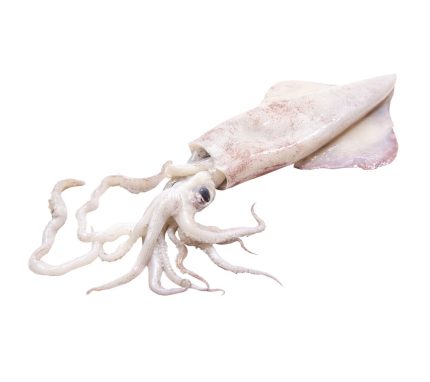comprar calamares frescos online | Calamar de potera en 24h a domicilio | Calamar a la plancha y frito