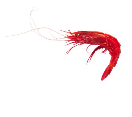 Compra online carabineros frescos | Carabineros de Huelva, Ayamonte a domicilio en 24h | Marisco fresco ofertas