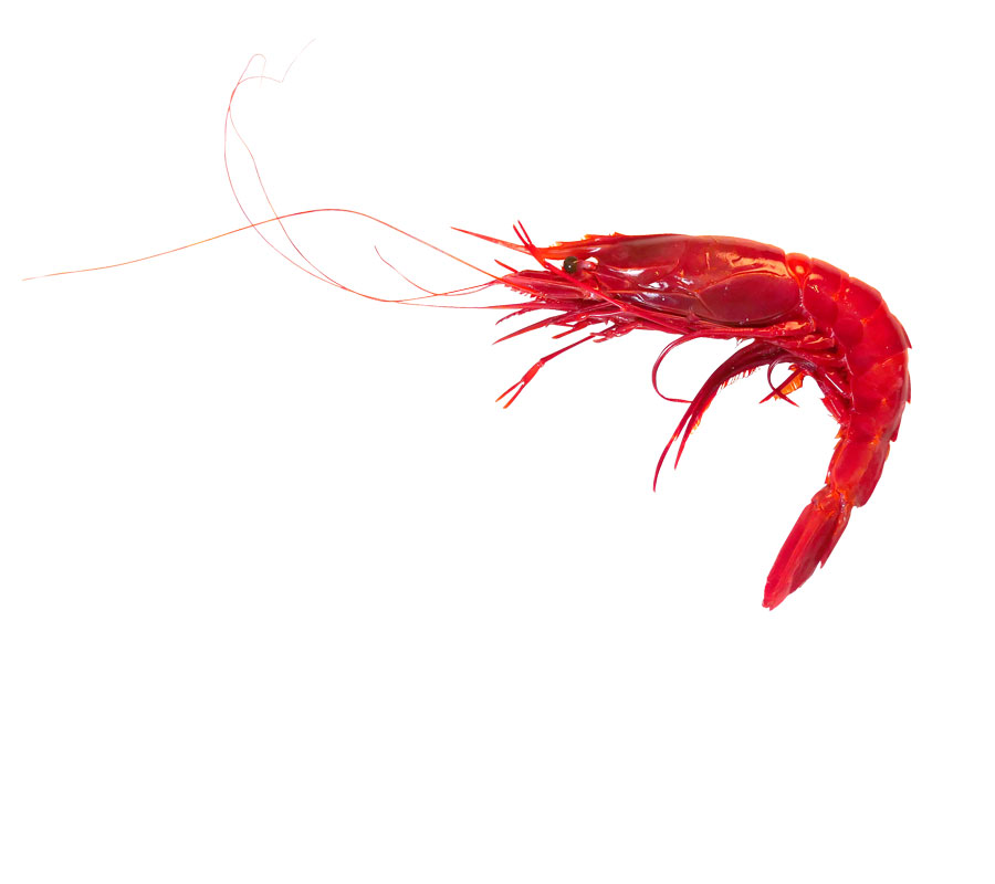 carabineros-frescos-llinares Compra online carabineros frescos | Carabineros de Huelva, Ayamonte a domicilio en 24h | Marisco fresco ofertas
