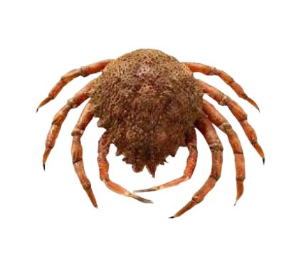 Comprar online centolla hembra fresca y recibir en 24h | Disfrutar del marisco en navidad