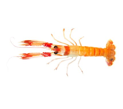 Comprar cigalas frescas de huelva online | Marisco fresco de Lonja a domicilio en 24-48h | Marisco cocido y crudo