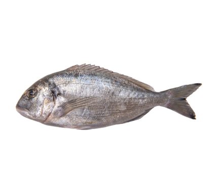 Comprar online en pescadería dorada fresca | Dorada de 400-600 gramos | Pescado fresco a domicilio en 24h