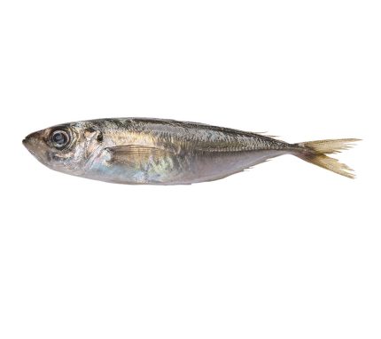 Comprar jurelitos o jureles frescos | Pescado fresco en 24h | Jurelitos o chicharrones a domicilio