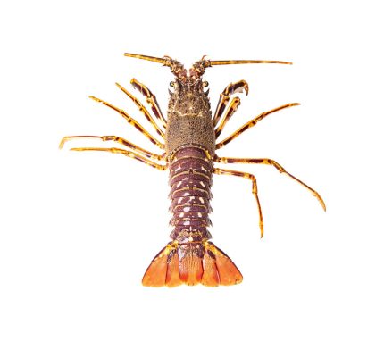 Langosta roja viva a domicilio en 24h | Langosta fresca de 1kg aprox cruda o cocida