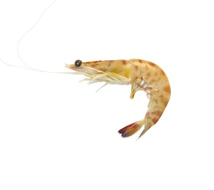 Compra langostino tigre de sanlucar | Marisco fresco en 24h | Langostinos frescos a domicilio