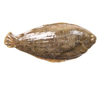 Comprar lenguado fresco en tu pescadería online | Lenguado a domicilio en 24h | Pescado a la plancha