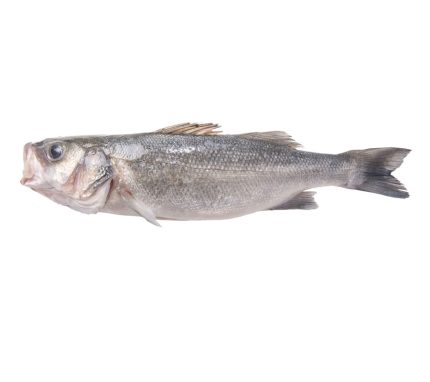 Comprar lubina nacional fresca a domicilio y recibir en 24h. Lubinas de varios tamaños, te las preparamos a tu gusto gratis