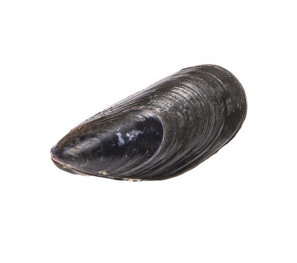 Comprar mejillones frescos a domicilio en 24h | Saco de mejillón atmósfera 2kg | Marisco fresco principales lonjas