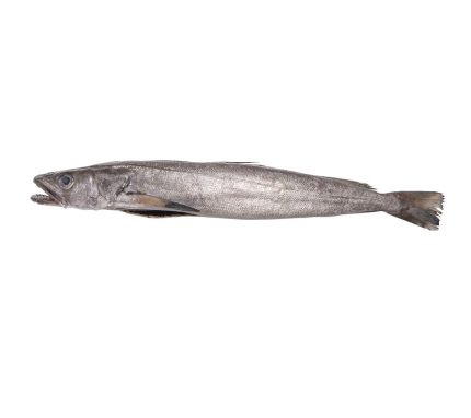 Compra merluza pincho fresca de Galicia | Directa de la principal lonja de merluzas | Pesca artesanal | Pescado blanco a domicilio en 24h
