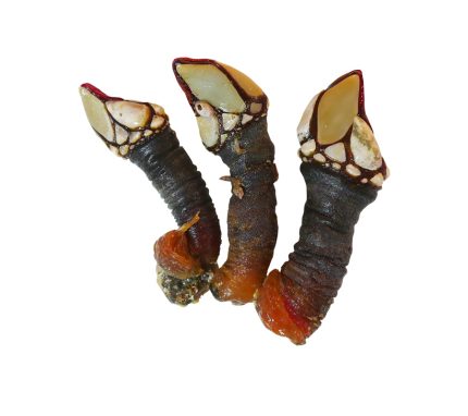 Comprar online percebe gallego directo de Lonja | Percebes al mejor precio. Marisco gallego a domicilio. Envios a toda España