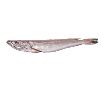 Comprar pijotas a domicilio. Pescado fresco en 24h.