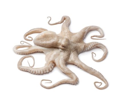 Comprar pulpo nacional pescadería | Pulpo fresco a domicilio | Pulpo entero, pulpo limpio