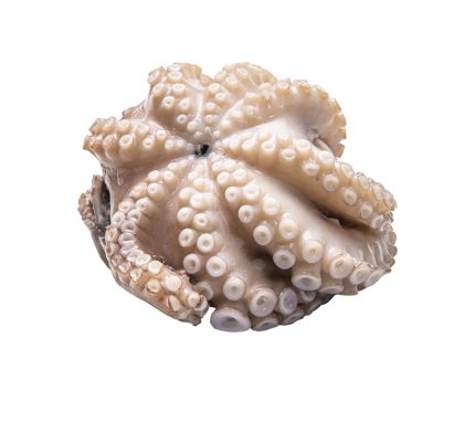 Comprar pulpo flor crudo | Pulpo pequeño limpio y eviscerado | Producto fresco a domicilio en 24h