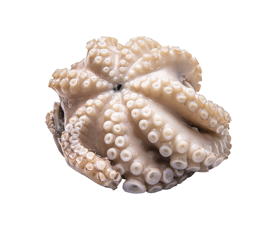 pulpo-flor Comprar pulpo flor crudo | Pulpo pequeño limpio y eviscerado | Producto fresco a domicilio en 24h