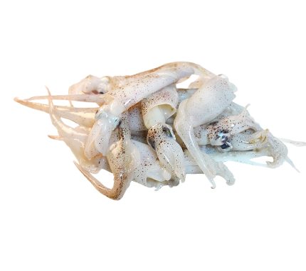 Compra puntilla de Sanlúcar | Pescado fresco a domicilio en 24h | Puntillitas, Calamaritos, Chipirón