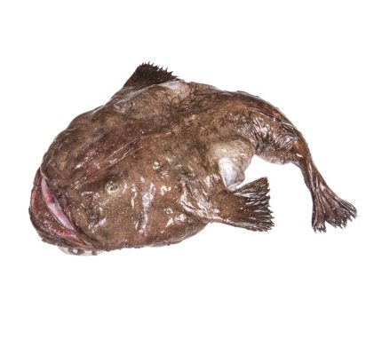 Comprar rape a domicilio en 24-48h | Pescado y marisco fresco online | Rape negro o blanco