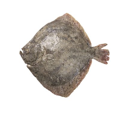 Comprar online rodaballo fresco y recibir en casa en 24h | Pescado fresco al mejor precio | Pescado para niños