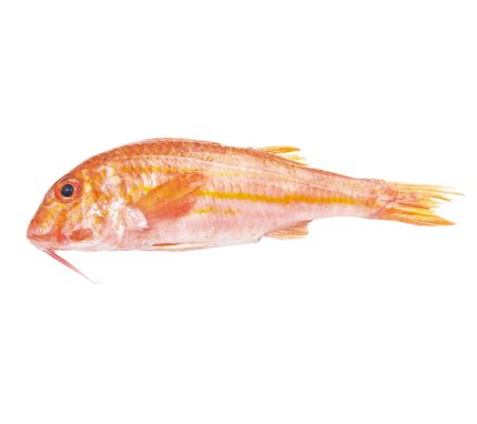 Comprar salmonete pequeño | Pescado fresco a domicilio en 24h | Ideal salmonetes fritos