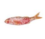 Comprar salmonete fresco de roca | Pescado semigraso online | Pescado fresco frito