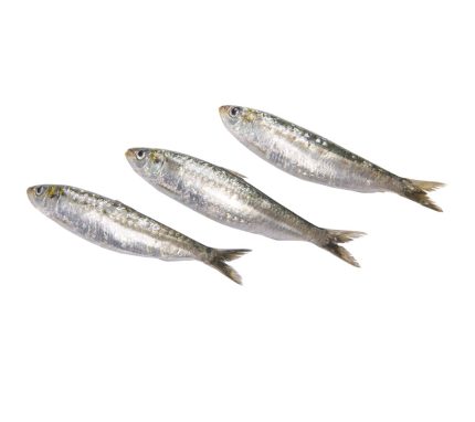Comprar sardinas frescas a domicilio. Contamos con sardinas de dos tamaños.