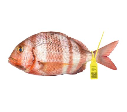 Comprar urta de Conil o Tarifa | Pescado salvaje de roca muy sabroso | Pescado fresco a domicilio en 24h