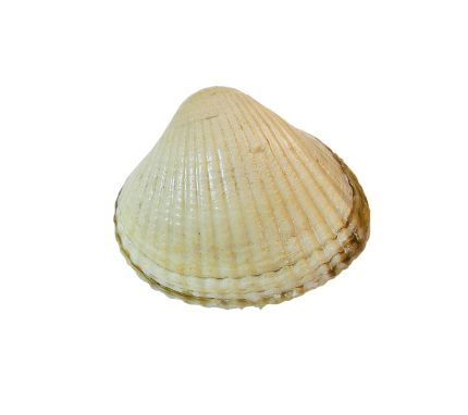Comprar berberechos en pescaderia y recibir en casa en 24h | berberechos frescos de Galicia | Berberechos de calidad