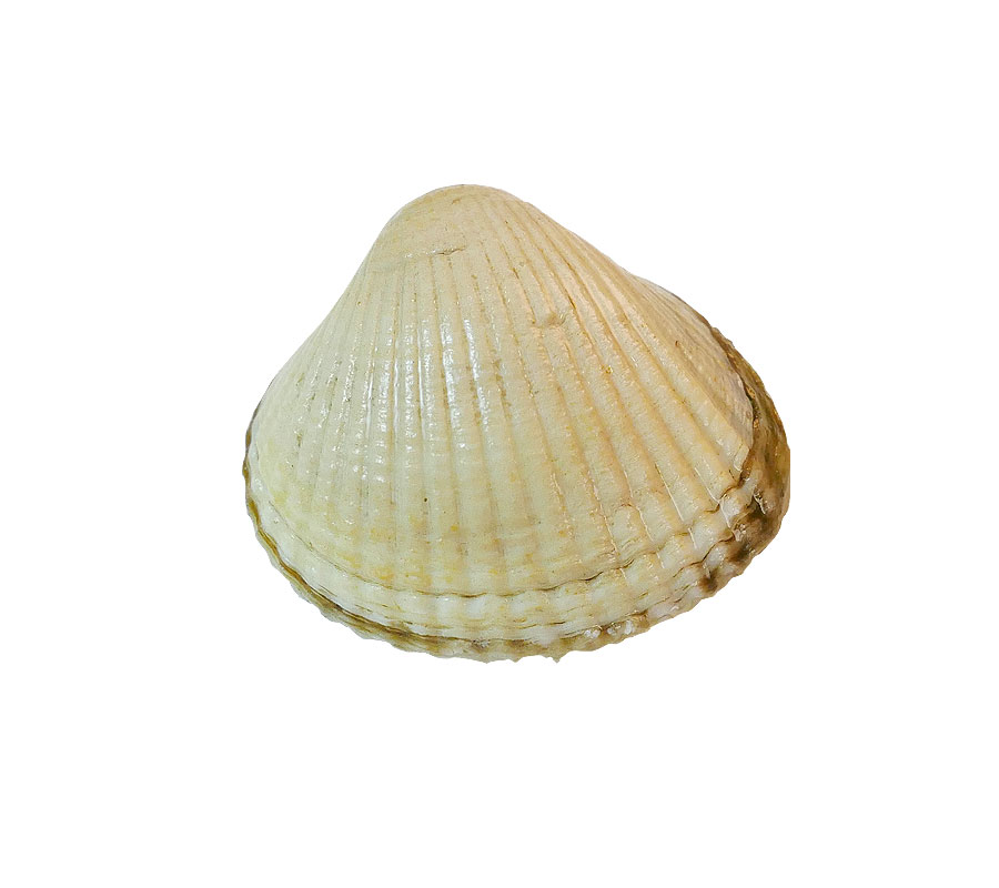 berberecho-frescos-llinares Comprar berberechos en pescaderia y recibir en casa en 24h | berberechos frescos de Galicia | Berberechos de calidad