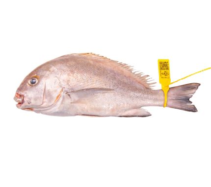 Comprar borriquete de calidad, directo de la lonja de Conil | Pescado fresco a domicilio en 24h | Pescado fresco a tu gusto