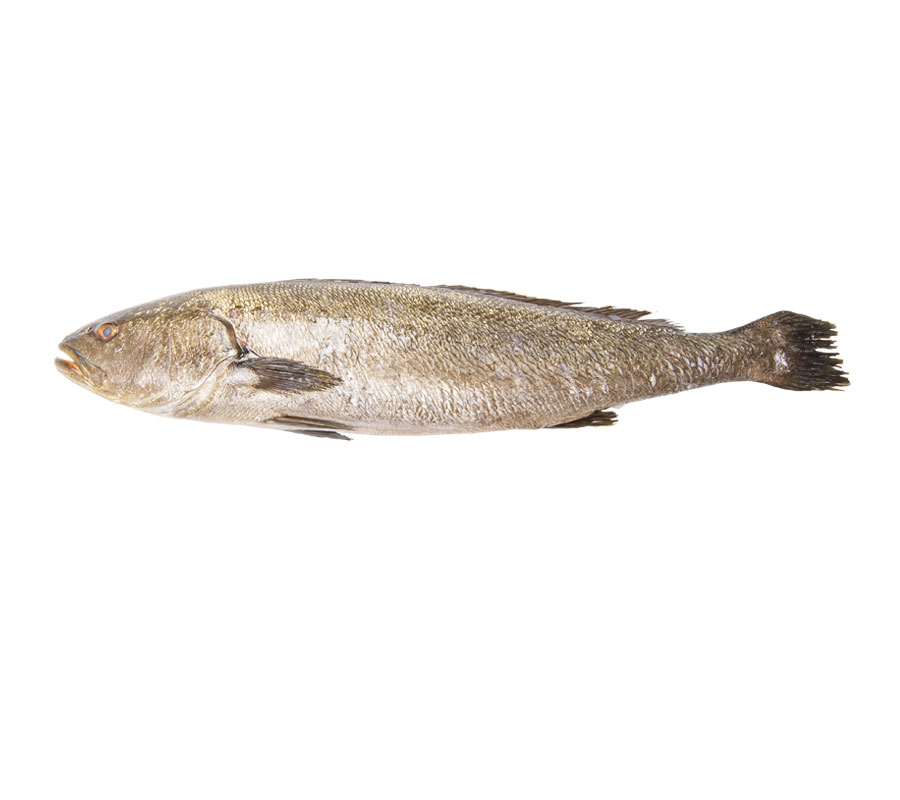 corvina-estero-llinares Compra online corvina estero | Corvina fresca a domicilio en 24h | Elige tamaño y preparación de corvina estero