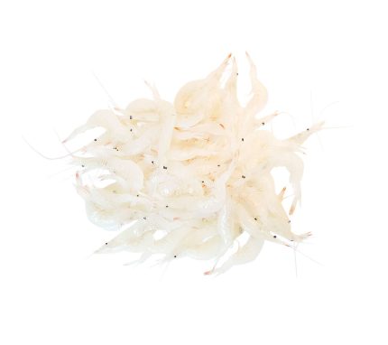 Compra gamba cristal a domicilio | Marisco de Huelva en 24h | Envíos de pescado y marisco fresco a toda España