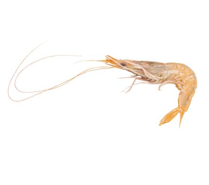 Compra gamba blanca de Huelva | Marisco fresco a domicilio en 24h | Gambas cocidas, a la plancha
