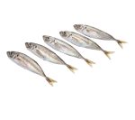 Comprar jurelitos o jureles frescos. Pescado económico para toda la familia | Pescado de menús, ideal frito o plancha | Envios de pescado fresco a toda España en 24h