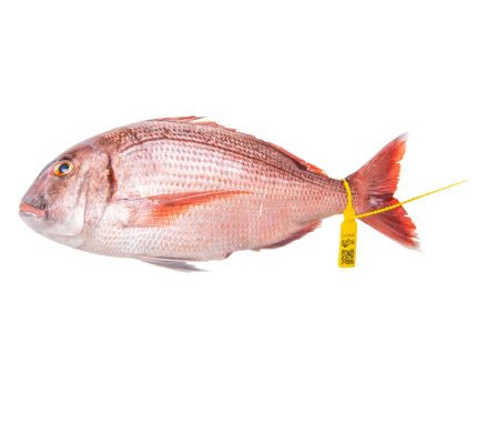 Pargo salvaje de lonja | Pescado fresco a domicilio en 24h | Envios a toda España