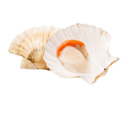 Comprar a domicilio vieiras de Galicia | Marisco gallego en 24h. GRATIS a partir de 150€
