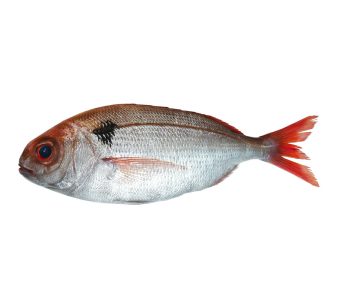 Comprar online voraz y recibirlo en 24h | Pescado fresco de calidad al mejor precio | Besugo o voraz a domicilio
