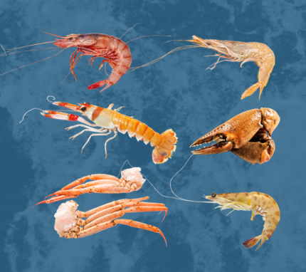 comprar mariscadas a domicilio y recibir en 24-48h en casa | Envios a toda España | Pescado y marisco fresco de lonja