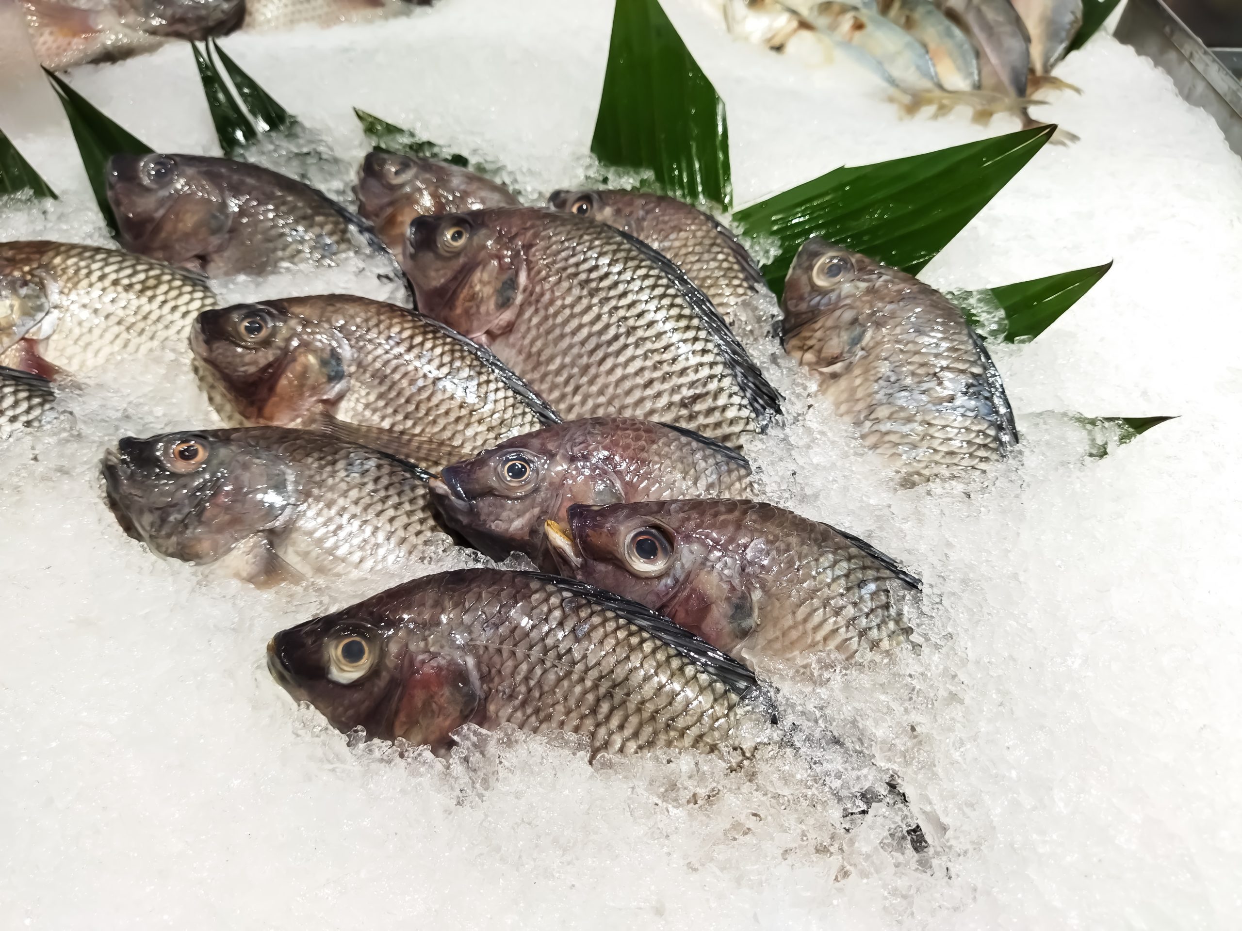 Comprar pescado online claves para acertar siempre